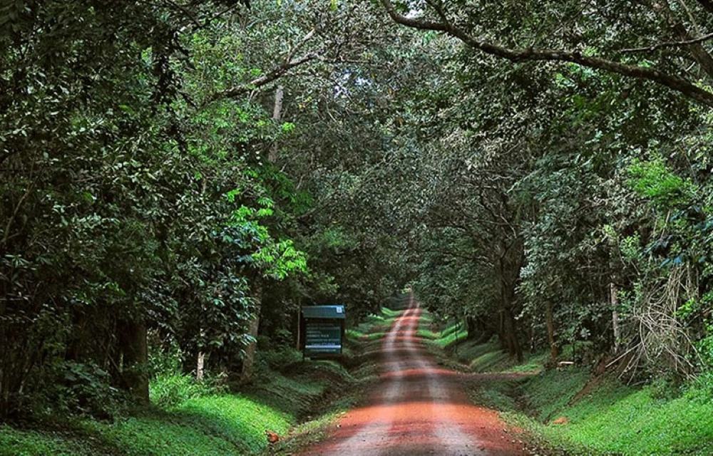Budongo Central Forest Reserve