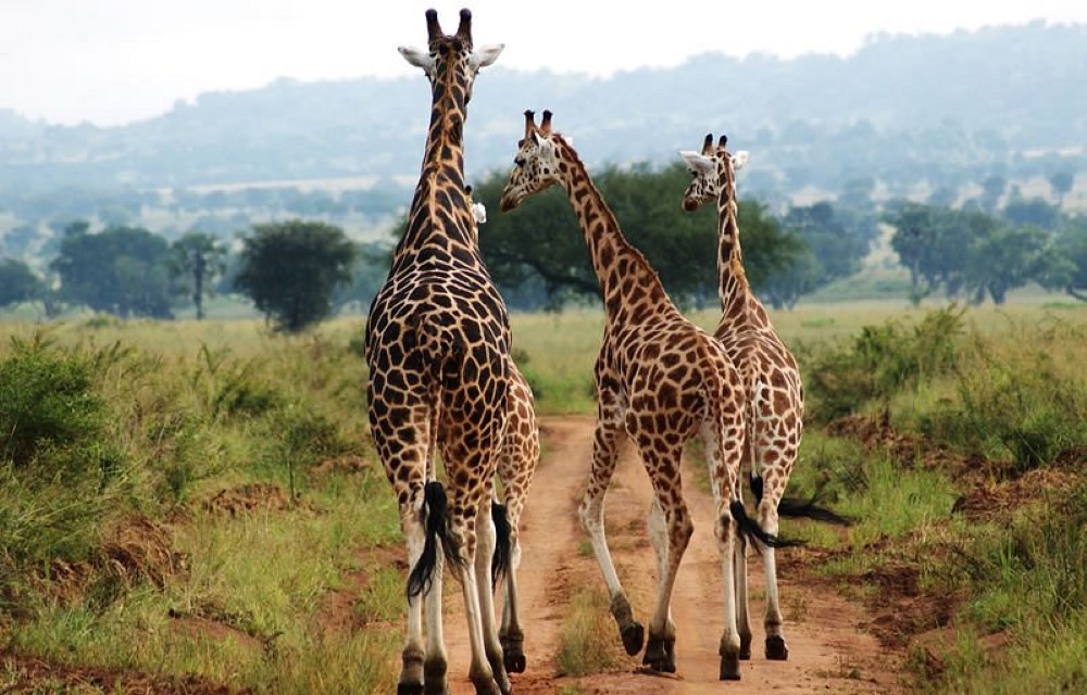 Kidepo National Park